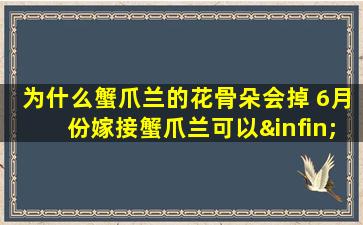 为什么蟹爪兰的花骨朵会掉 6月份嫁接蟹爪兰可以∞吗